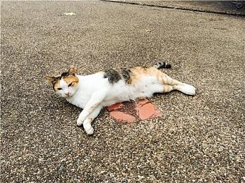 米哈游新作《崩坏：星穹铁道》获扶持 暂未获得版号